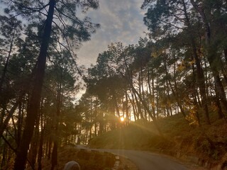 morning in the woods