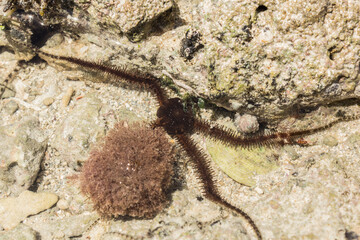 Ophiura albida is a species of brittle star in the Tanzania