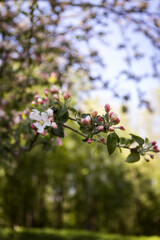 pink branch with flowers