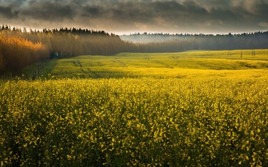 Kwitnące Pola Rzepaku  © Wojciech Lisiński