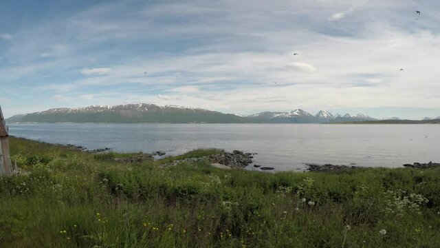 beautiful arctic tern birds flying over green pasture and blue fjord in Norway