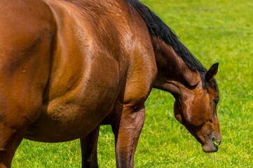 Konie na pastwisku © Piotr