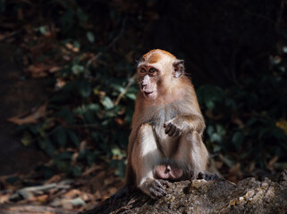 cute macaque monkey on the rock