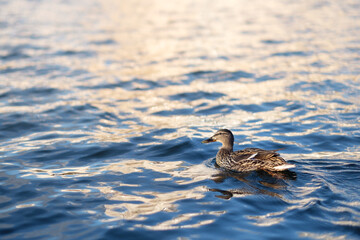 Duck swimming in the river