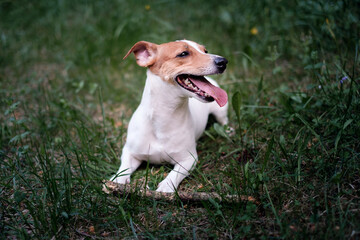 Happy dog in the park, jack russell terrier