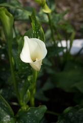 white calla flower on green background