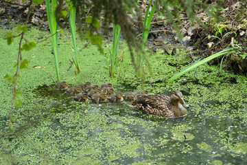 New life concept. Mother duck and big crowd of small ducklings swimming on the pond.