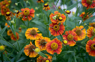 orange flowers on grass background