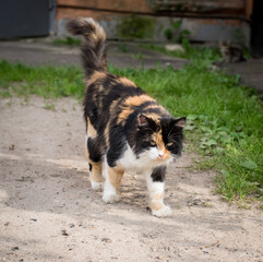 homeless cat goes on the road