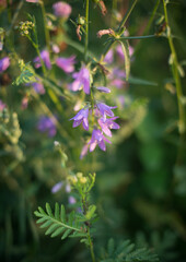 lilac bluebell wildflowers on a green background