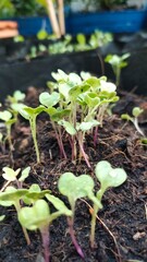 young tomato plant