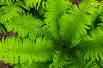 Fern bush grows in a garden in the countryside. Plant on the flowerbed. Natural background as a texture. View from above.