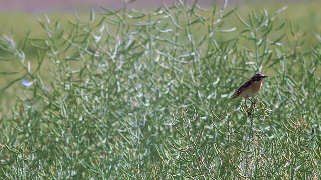One male colorful whinchat bird flying between two withered rape plants, hunting for insects on a windy summer day in an agricultural field.