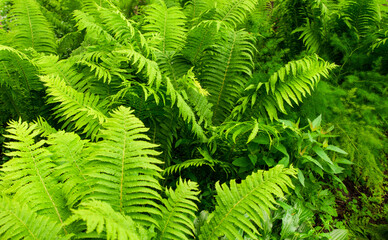A green, young fern bush grows in the countryside. Plant on the flowerbed. Natural background as a texture. View from above.