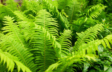 Green, young fern bushes grow in the countryside. Plant on the flowerbed. Natural background as a texture.