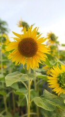 sunflower in the field