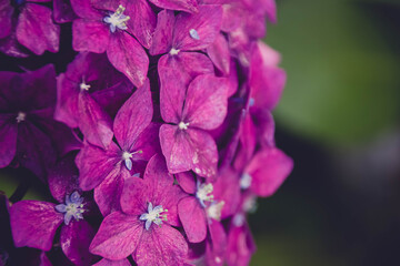Rosa Hortensie in Nahaufnahme