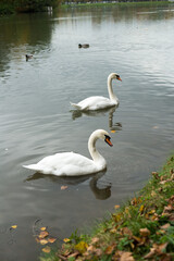 Obraz premium two white swans on a pond