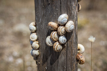 wooden post with snails