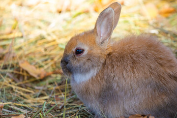 A close up picture of a young brown rabbits face