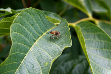 bug on leaf