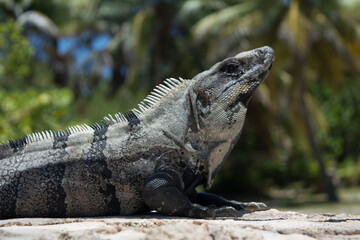iguana
