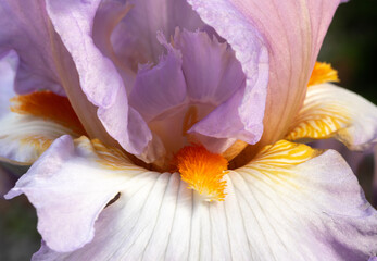 Close-up of light purple and white bearded iris flower with orange accents
