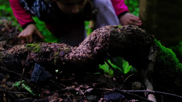 A gerl hiker in the forest climbs the slope clinging to the root of a tree which is covered with moss. The girl's hand clings to a branch.