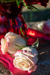white rose with red edged petals and red ribbon on tabletop