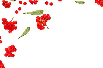 Bunches of red rowan berries