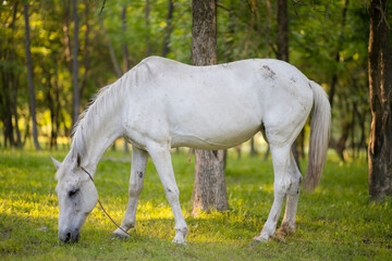 white horse eats grass on the lawn in the background of nature
