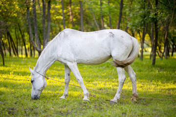 white horse eats grass on the lawn in the background of nature
