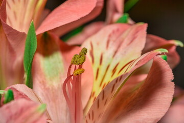 Alstroemeria orange king flower closeup. blooming and blossoming on a dark background Alstroemeria flower