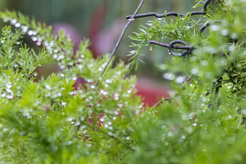 A different perspective for this asparagus fern after the rain