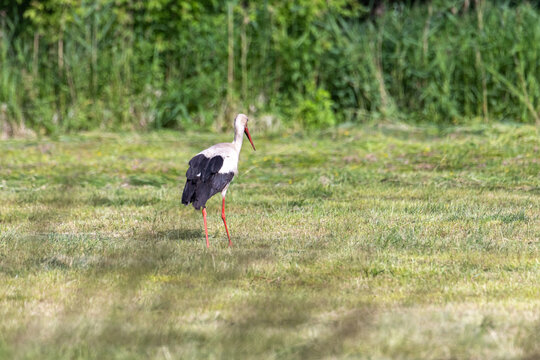 Bocian bilder Bläddra bland 2,154 stockfoton, vektorer och videor