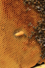 Liquor on the bee honeycomb close-up