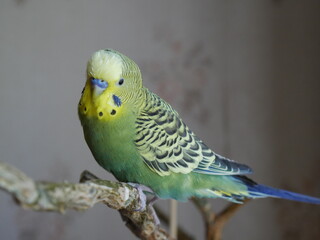 green and yellow parakeet  budgie bird