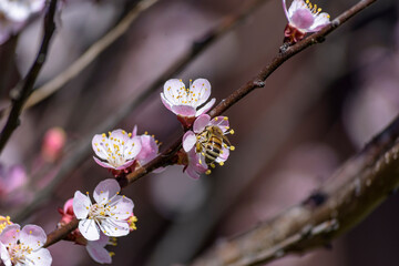 A bee enjoying the nectar on a flower apricot tree.