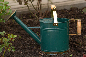 Green small iron watering can stand as a decoration near the rose bushes