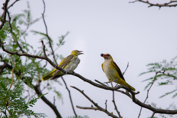 Young Eurasian Golden Oriole or Oriolus oriolus feeds the chick