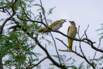 Young Eurasian Golden Oriole or Oriolus oriolus feeds the chick