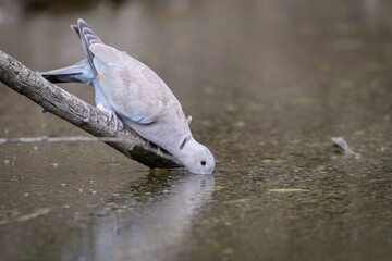 Collared dove or Streptopelia decaocto on branch drink dirty water