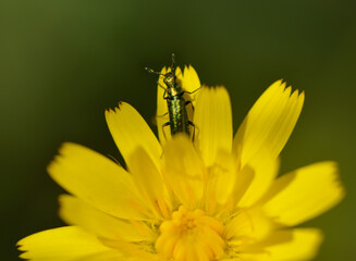 Chrysanthia