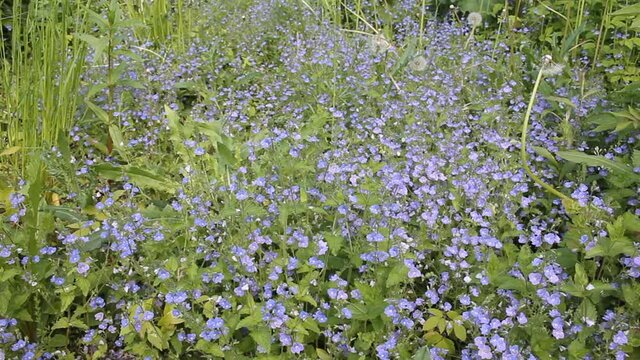Blue flowers of Germander speedwell (Veronica chamaedrys) in wild