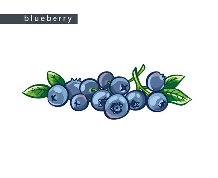 sketch_blueberry_average_bunch_with_leaves