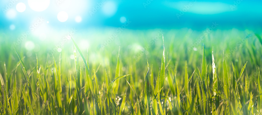 Canvas Prints early morning wheat field with bokeh effect