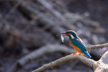 Kingfisher or Alcedo atthis perches with prey on branch