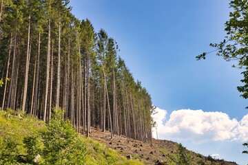 Obraz premium Tempesta vaia in Trentino lago di Pinè serraia bosco