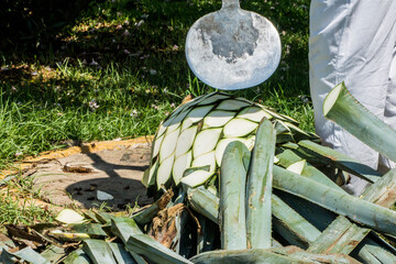 Blue Agave  tequila plant in Mexico