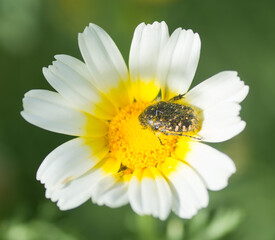 Obraz premium Margarita con insecto